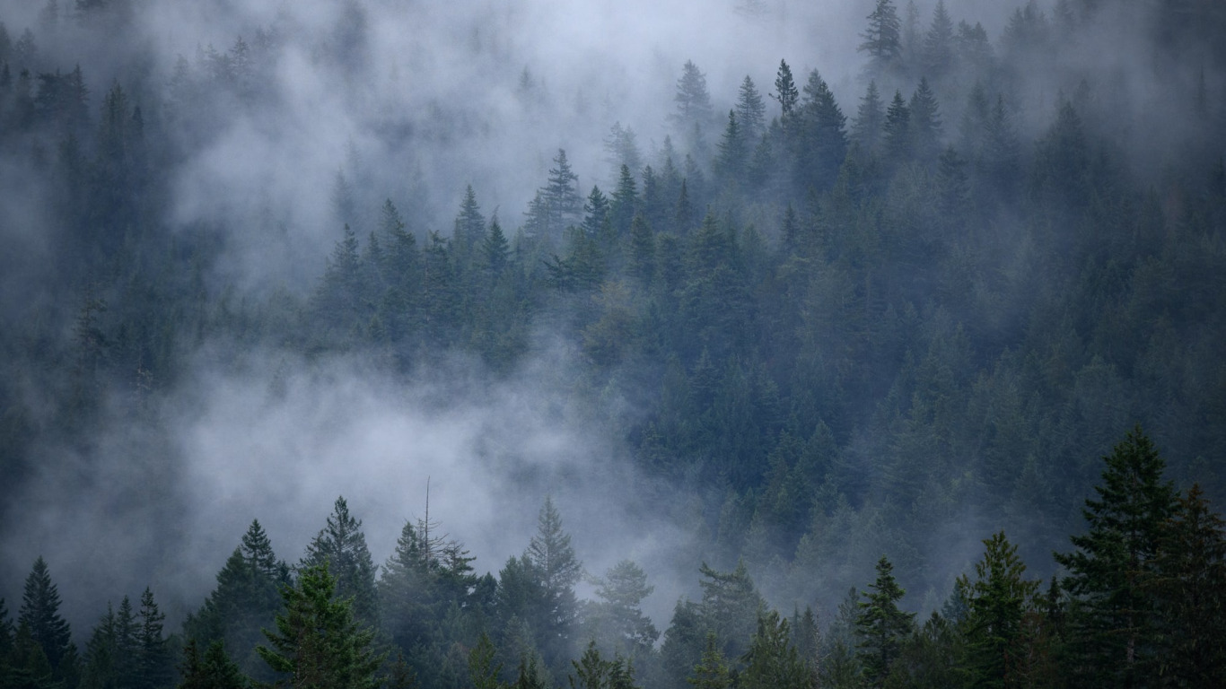 Forest background